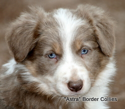 Lilac Tricolour, Female, rough coat, border collie puppy